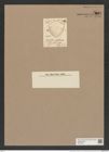 Triceratium inflatum Grev. (de-Toni-Nr.: Genus 140, Species 3802) Zeichnungen Sammlung Grunow Nr. 7301 (NHMW-BOT-W0376327)
